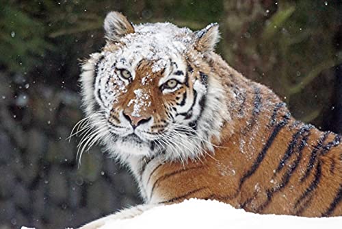 HANSEPUZZLE 12225 - Schnee-Tiger Puzzle 2000 Teile | Tierwelt Puzzle mit hochwertiger Puzzle Aufbewahrung: Kartonbox und Wieder verschließbarem Beutel | Puzzle-Maße: 90 x 60 cm von hansepuzzle