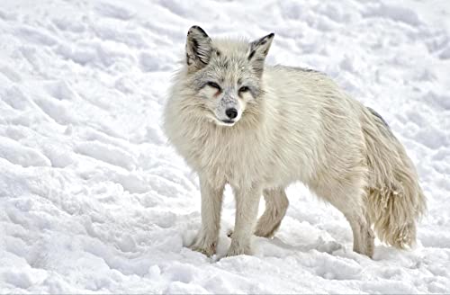 hansepuzzle 16305 - Polarfuchs Puzzle 500 Teile | Tierwelt Puzzle mit hochwertiger Puzzle Aufbewahrung: Kartonbox und Wieder verschließbarem Beutel | Puzzle-Maße: 46 x 30 cm hansepuzzle 16305 - Polarfuchs Puzzle 500 Teile | Tierwelt Puzzle mit hochwertiger Puzzle Aufbewahrung: Kartonbox und Wieder verschließbarem Beutel | Puzzle-Maße: 46 x 30 cm von hansepuzzle