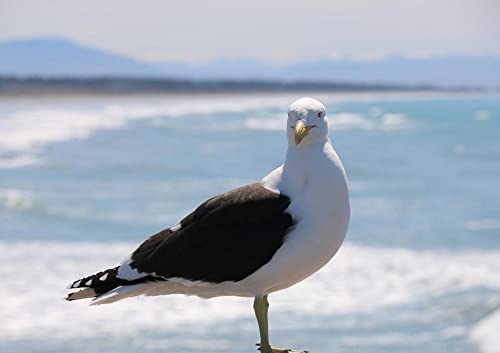 hansepuzzle 18435 - Möwe Puzzle 130 Teile | Reisen Puzzle mit hochwertiger Puzzle Aufbewahrung: Kartonbox und wiederverschließbarem Beutel | Puzzle-Maße: 28,7 x 20 cm hansepuzzle 18435 - Möwe Puzzle 130 Teile | Reisen Puzzle mit hochwertiger Puzzle Aufbewahrung: Kartonbox und wiederverschließbarem Beutel | Puzzle-Maße: 28,7 x 20 cm von hansepuzzle