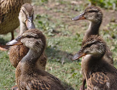 hansepuzzle 19458 - Enten-Küken Puzzle 1000 Teile | Tierwelt Puzzle mit hochwertiger Puzzle Aufbewahrung: Kartonbox und Wieder verschließbarem Beutel | Puzzle-Maße: 60 x 46 cm von hansepuzzle