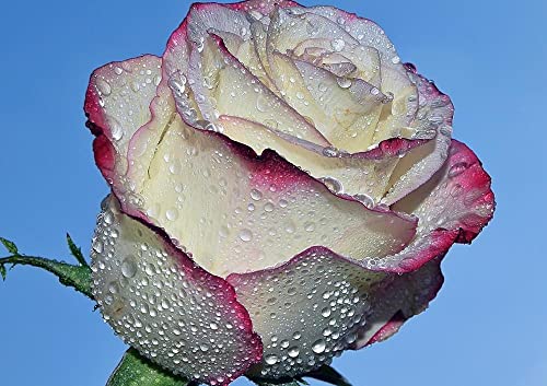 hansepuzzle 21571 - Rose mit Tropfen Puzzle 130 Teile | Natur Puzzle mit hochwertiger Puzzle Aufbewahrung: Kartonbox und wiederverschließbarem Beutel | Puzzle-Maße: 28,7 x 20 cm von hansepuzzle