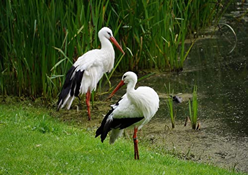 HANSEPUZZLE 22715 - Storch am See Puzzle 130 Teile | Tierwelt Puzzle mit hochwertiger Puzzle Aufbewahrung: Kartonbox und wiederverschließbarem Beutel | Puzzle-Maße: 28,7 x 20 cm von hansepuzzle