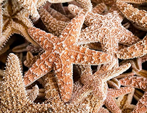 hansepuzzle 23091 - Seestern Puzzle 1000 Teile | Reisen Puzzle mit hochwertiger Puzzle Aufbewahrung: Kartonbox und Wieder verschließbarem Beutel | Puzzle-Maße: 60 x 46 cm hansepuzzle 23091 - Seestern Puzzle 1000 Teile | Reisen Puzzle mit hochwertiger Puzzle Aufbewahrung: Kartonbox und Wieder verschließbarem Beutel | Puzzle-Maße: 60 x 46 cm von hansepuzzle