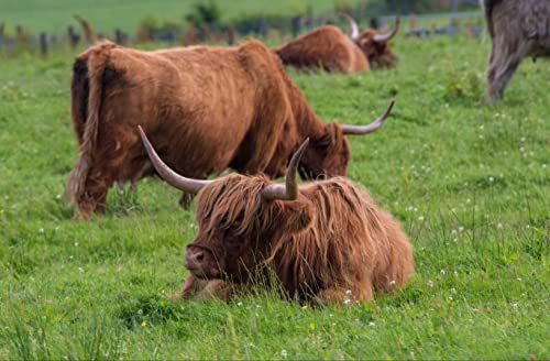 hansepuzzle 24259 - Highland-Rind in Schottland Puzzle 500 Teile | Natur Puzzle mit hochwertiger Puzzle Aufbewahrung: Kartonbox und wiederverschließbarem Beutel | Puzzle-Maße: 46 x 30 cm von hansepuzzle