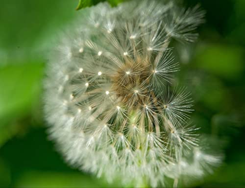 hansepuzzle 27266 - Pusteblume Puzzle 1000 Teile | Natur Puzzle mit hochwertiger Puzzle Aufbewahrung: Kartonbox und Wieder verschließbarem Beutel | Puzzle-Maße: 60 x 46 cm von hansepuzzle