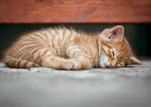 hansepuzzle 29373 - Katze Puzzle 130 Teile | Tierwelt Puzzle mit hochwertiger Puzzle Aufbewahrung: Kartonbox und wiederverschließbarem Beutel | Puzzle-Maße: 28,7 x 20 cm hansepuzzle 29373 - Katze Puzzle 130 Teile | Tierwelt Puzzle mit hochwertiger Puzzle Aufbewahrung: Kartonbox und wiederverschließbarem Beutel | Puzzle-Maße: 28,7 x 20 cm von hansepuzzle