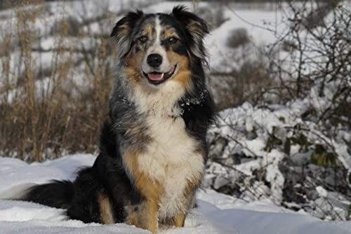 hansepuzzle 29852 - Australian Shepherd Puzzle 2000 Teile | Tierwelt Puzzle mit hochwertiger Puzzle Aufbewahrung: Kartonbox und Wieder verschließbarem Beutel | Puzzle-Maße: 90 x 60 cm von hansepuzzle