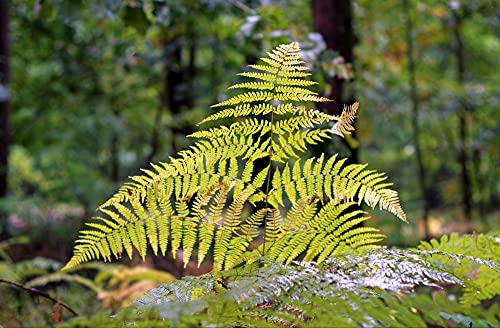 hansepuzzle 43398 - Farne Puzzle 500 Teile | Natur Puzzle mit hochwertiger Puzzle Aufbewahrung: Kartonbox und wiederverschließbarem Beutel | Puzzle-Maße: 46 x 30 cm hansepuzzle 43398 - Farne Puzzle 500 Teile | Natur Puzzle mit hochwertiger Puzzle Aufbewahrung: Kartonbox und wiederverschließbarem Beutel | Puzzle-Maße: 46 x 30 cm von hansepuzzle