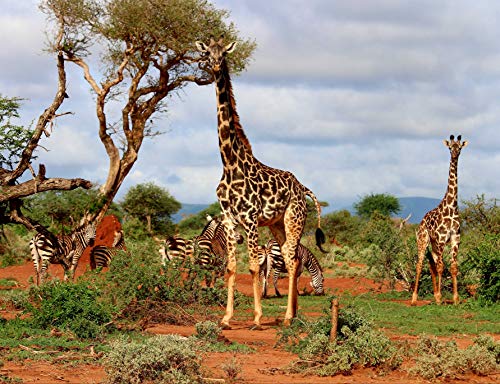 hansepuzzle 77809 - Giraffe Puzzle 1000 Teile | Tierwelt Puzzle mit hochwertiger Puzzle Aufbewahrung: Kartonbox und Wieder verschließbarem Beutel | Puzzle-Maße: 60 x 46 cm von hansepuzzle