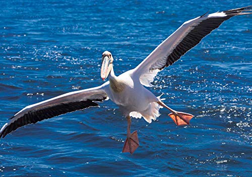 hansepuzzle 84325 - Pelikan Puzzle 130 Teile | Natur Puzzle mit hochwertiger Puzzle Aufbewahrung: Kartonbox und wiederverschließbarem Beutel | Puzzle-Maße: 28,7 x 20 cm hansepuzzle 84325 - Pelikan Puzzle 130 Teile | Natur Puzzle mit hochwertiger Puzzle Aufbewahrung: Kartonbox und wiederverschließbarem Beutel | Puzzle-Maße: 28,7 x 20 cm von hansepuzzle