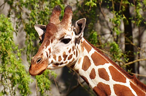 hansepuzzle 84523 - Giraffe Puzzle 500 Teile | Natur Puzzle mit hochwertiger Puzzle Aufbewahrung: Kartonbox und wiederverschließbarem Beutel | Puzzle-Maße: 46 x 30 cm hansepuzzle 84523 - Giraffe Puzzle 500 Teile | Natur Puzzle mit hochwertiger Puzzle Aufbewahrung: Kartonbox und wiederverschließbarem Beutel | Puzzle-Maße: 46 x 30 cm von hansepuzzle