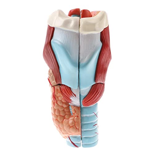 harayaa 2X Vergrößerung Mensch 5 Teile Pharynx Und von harayaa