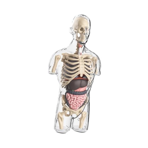 harayaa Modellbausätze für Den Menschlichen Körper für Kinder, Lehrmaterial, Naturwissenschaftliches Lernspielzeug, Demonstration Im Klassenzimmer für Kinder, von harayaa
