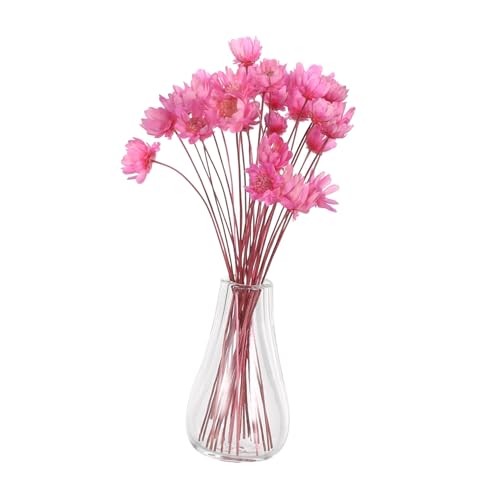 ibasenice 2 Stück Miniatur Glasvase mit Getrockneten Blumen Mini Blumenvase aus Glas Mini-Pflanzen für Puppenhaus DIY Basteln Kleine Dekoration für Miniaturblumenarrangements ibasenice 2 Stück Miniatur Glasvase mit Getrockneten Blumen Mini Blumenvase aus Glas Mini-Pflanzen für Puppenhaus DIY Basteln Kleine Dekoration für Miniaturblumenarrangements von ibasenice