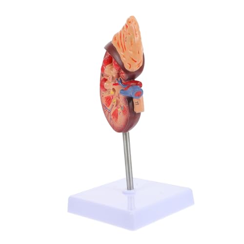 ibasenice Nierenmodell Modell des Verdauungssystems Modell Der Anatomischen Organe Krankheitslungenmodell DNA-Modell Anatomisches Modell Der Leber Anatomiemodell Anatomie Jane PVC von ibasenice