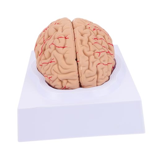 1Stk Neuronales Lehrmodell wissenschaftliches Anatomiemodell Modell des menschlichen Gehirns Modelle brain model Gehirnmodell anatomisches Modell Anatomie Schädelarterienmodell PVC iplusmile von iplusmile