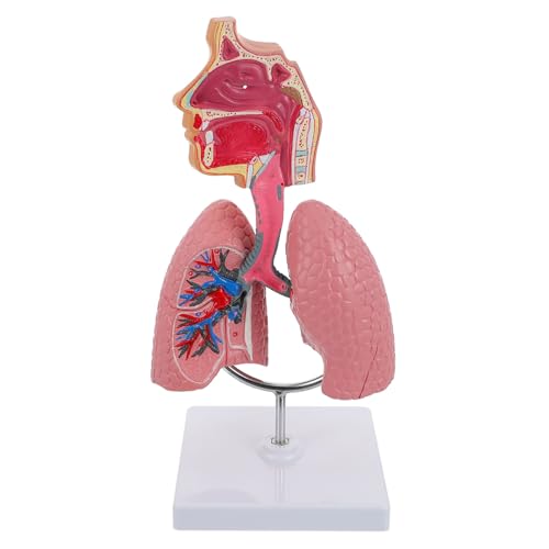 1stk Modell Des Atmungssystems Lunge Für Atemtherapeuten Lernspielzeug Für Das Atemsystem Nützliches Atmungssystemmodell Modell Der Nasalen Mundhöhle Pvc iplusmile von iplusmile