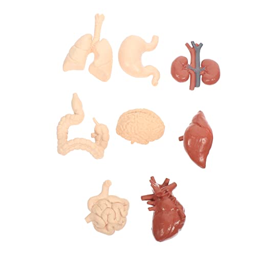 4 Sätze Menschliches Inneres Organmodell Gehirnmodell Modell Der Kognitiven Organe Lehrhilfe Physiologie Wissenschaft Modell Des Menschlichen Körpers Für Benehmen Herz Pvc iplusmile von iplusmile