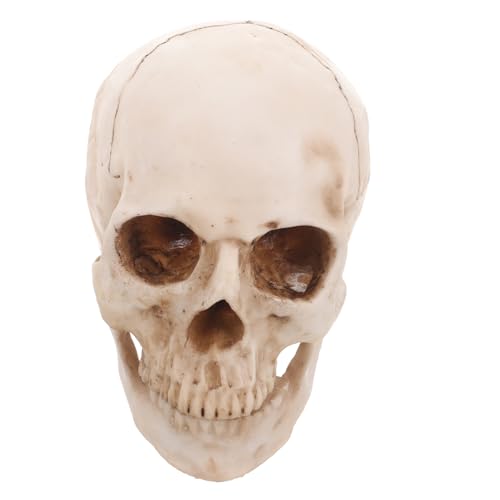 iplusmile 1 Human Skull Modell Aus Resin Anatomisches Lehrmittel Ideal Für Medizinische Zwecke Anatomie Studien Und Halloween Dekoration Realistische Nachbildung Eines Menschlichen von iplusmile