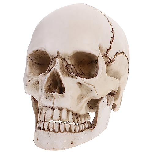 iplusmile 1 Menschliches Schädelmodell Aus Resin Anatomisches Lernmodell Für Medizinische Zwecke Dekoration Für Halloween Und Lehrmaterial Für Anatomie Realistische Nachbildung Eines von iplusmile