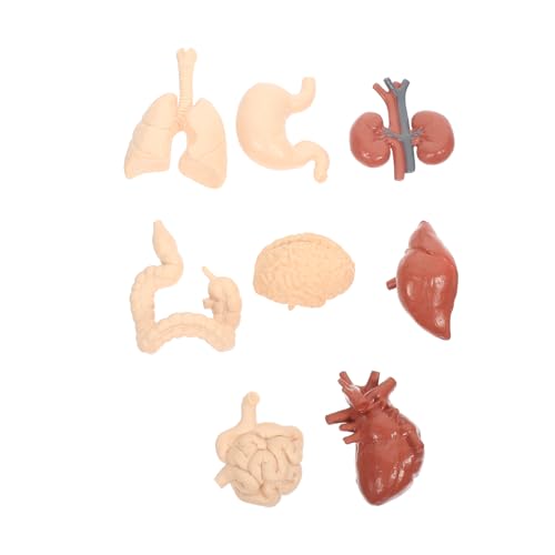 iplusmile 1 Satz Menschliches inneres Organmodell Organe Modell des menschlichen Körpers für Physiologie Herz für kindergeschenke Lehrmodell für Orgeln Lehrstütze PVC von iplusmile