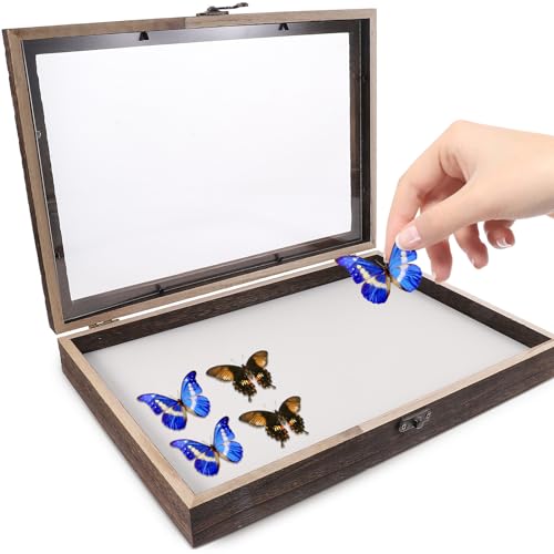 iplusmile 1 Set-Box Kästchen mit Insektenproben Insektenvorungsbox Schaukasten für Insekten Schmetterlings-Schattenbox Mustervitrine Holz Probenbehälter (nicht inklusive Schmetterlingsproben) von iplusmile