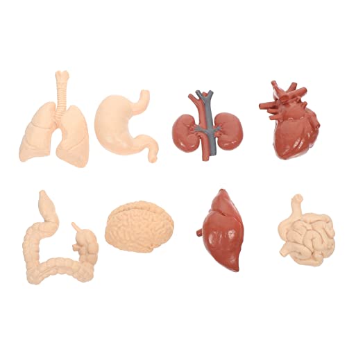 iplusmile 1 Set Menschliches Viszeralmodell Physiologie Menschliche Organe Spielzeugwerkzeug Molekulares Anatomiemodell Des Menschlichen Torsos Organmodell Poster Anatomie Lernen Menschen von iplusmile