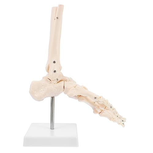 iplusmile 1 Stk Fuß Anatomie menschliches Skelettmodell molekular Skelette Modell Anatomie Mini Fußgelenkmodell Fußknochenmodell Fußskelettmodell anatomisches Modell Anatomisches PVC-Modell von iplusmile