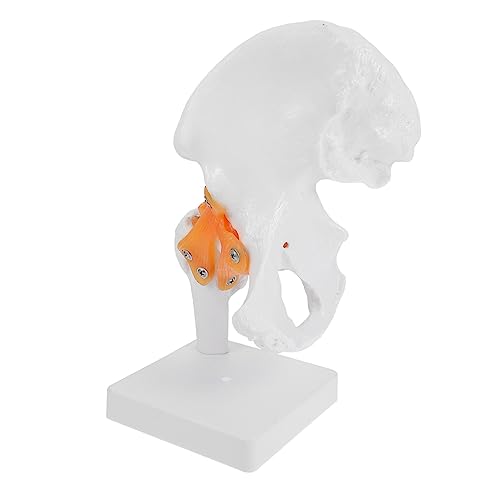 iplusmile 1 Stk Hip-modell Männchen Skelett in Voller Größe Skelett Kleines Skelett Skelettmodell Modell Der Menschlichen Anatomie Skeletthand Riesiges Skelett Gehirnmodell Pvc von iplusmile