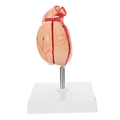 iplusmile 1 Stück Anatomisches Magenmodell aus Kunststoff Lehrmittel für und Physiologie Lebensnahe Darstellung Magenstruktur Umweltfreundliches Material für Unterricht und Experimente iplusmile 1 Stück Anatomisches Magenmodell aus Kunststoff Lehrmittel für und Physiologie Lebensnahe Darstellung Magenstruktur Umweltfreundliches Material für Unterricht und Experimente von iplusmile
