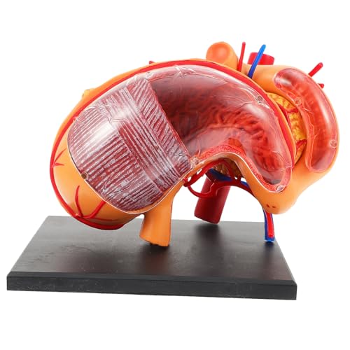 iplusmile 1 Stück Anatomisches Magenmodell aus Lehrhilfe für Unterricht Leicht und Tragbar Realistische Details für Erklärung Magenstruktur für und Bildungseinrichtungen iplusmile 1 Stück Anatomisches Magenmodell aus Lehrhilfe für Unterricht Leicht und Tragbar Realistische Details für Erklärung Magenstruktur für und Bildungseinrichtungen von iplusmile
