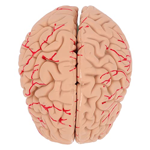 iplusmile 1stück Anatomisches Modell Des Menschlichen Gehirns Detailreiche Darstellung Abnehmbar Segmente Für Medizinstudien Und Anatomieunterricht iplusmile 1stück Anatomisches Modell Des Menschlichen Gehirns Detailreiche Darstellung Abnehmbar Segmente Für Medizinstudien Und Anatomieunterricht von iplusmile