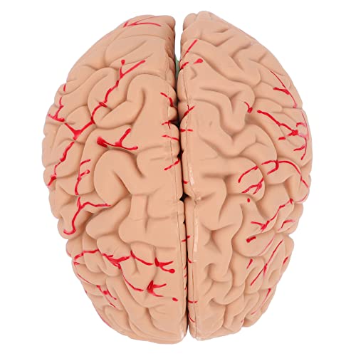 iplusmile 1 Stück Menschliches Gefälschte Hirn Modell Brain Anatomisches Modell Experiment Hirn Modell von iplusmile