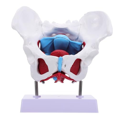 iplusmile 1stk Becken-uterus-modell Weibliche Beckenorgane Wissenschaftliches Anatomiemodell Weibliches Beckenknochenmodell Beckenmodell Anzeigen Modell Der Beckenbodenmuskulatur Modelle Pvc von iplusmile