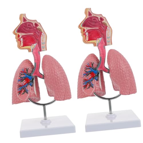 iplusmile 2 Stk Modell Des Atmungssystems Abnehmbares Menschliches Modell Lernspielzeug Für Das Atemsystem Wissenschaftsmodell Atemlungen-anzeigemodell Respiratorisches Lungenmodell Pvc von iplusmile