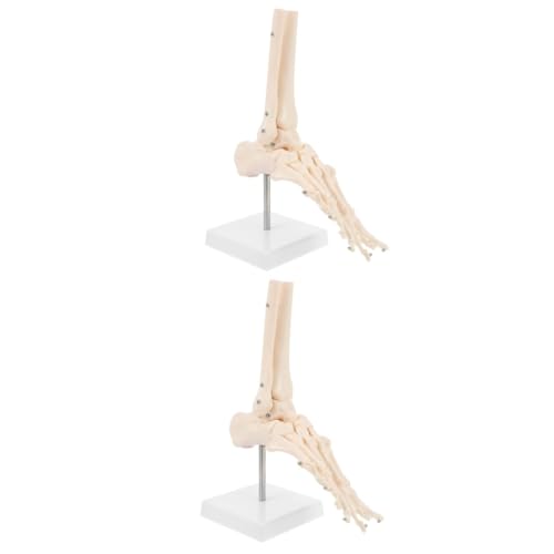 iplusmile 2 Stück Fußanatomie Skelett Mini Hand Menschliches Organ Poster Anatomiemodell Molekülmodell Anatomie Schädelmodell Modelle Sprunggelenkmodell Fußknochenmodell von iplusmile