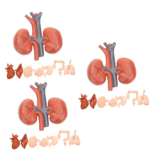 iplusmile 24 Stk Menschliches Organmodell Unterrichtsmodell Lehrmittel Studentische Lehrorgel Schwarze Gucklochkamera Künstliches Menschliches Organ Orgelprobe Anatomisches Modell Puppe Pvc von iplusmile