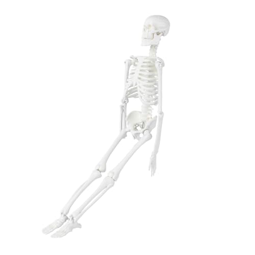 iplusmile 2St Anatomisches Studienmodell beige Medizinisches Zubehör Skelettmodell menschliches Skelett Modell des menschlichen Körpers Anatomiemodell Statue des menschlichen Skeletts von iplusmile