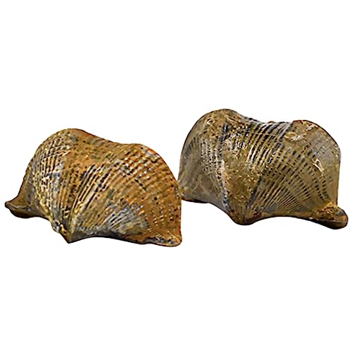 iplusmile 2St Brachiopodenschmuck fossilien paläontologie trauzeugengeschenke ziernieten geschke bescherung Schüler unterrichten Tischschmuck Lehrmittel Desktop-Ornament Trilobit-Probe von iplusmile