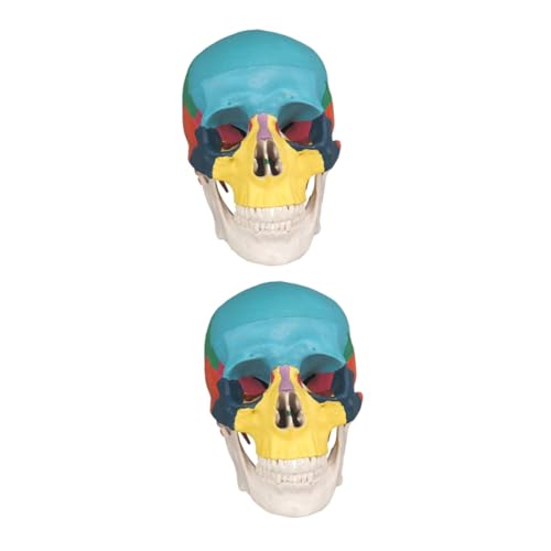 iplusmile 2St Knochenschädel the skulls totenschädel anatomy totenhosen anatomisches Schädelmodell Anatomie Studienmodell menschlicher Schädel abnehmbares menschliches Schädelmodell PVC von iplusmile