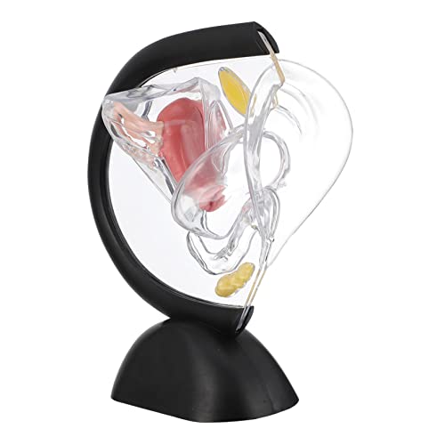 iplusmile 2St Transparentes Uterus-Modell Uterusmodell im Labor medizinisches Uterusmodell Gebärmuttermodell Transparentes Uterusmodell Modelle werkzeug medizinisches Uteruswandmodell PVC von iplusmile