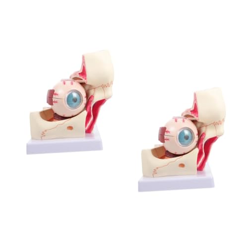 iplusmile 2st Augenmodell Medizinisch-pathologisches Modell Anatomie Des Augapfels Augapfel-anatomie-modell Menschliches Auge Modell Medizinisches Augapfelmodell Anatomischer Apparat Pvc von iplusmile