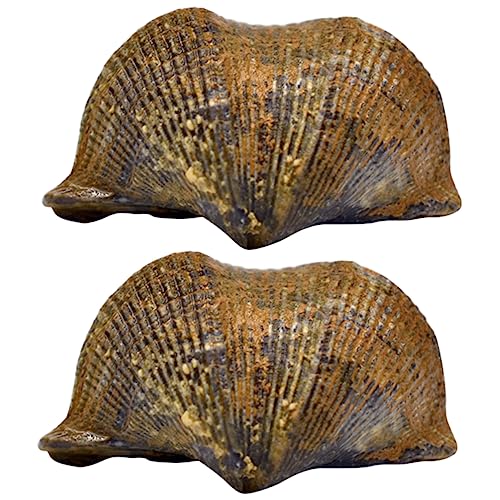 iplusmile Brachiopod Schmuck Pädagogisches Spielzeug 2pcs Dinosaurier Desktop Decor Lernen für Kinder von iplusmile