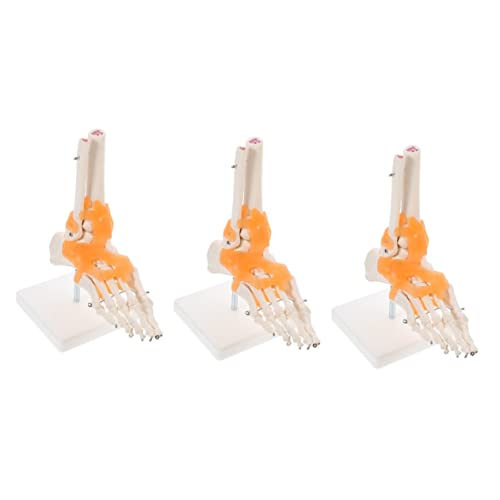 iplusmile 3 Stk Mannequin anatomisches menschliches Skelett menschliches Skelettmodell Fußgelenkmodell Anatomisches Modell Fußgelenk werkzeug Gelenkmodell des Fußskeletts PVC von iplusmile