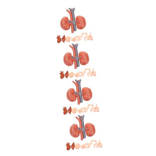 iplusmile 32 Stk Menschliches Organmodell Künstliches Menschliches Organ Lebermodell Modelle Künstliches Organmodell Anatomisches Organmodell Requisiten Für Den Orgelunterricht Puppe Pvc von iplusmile