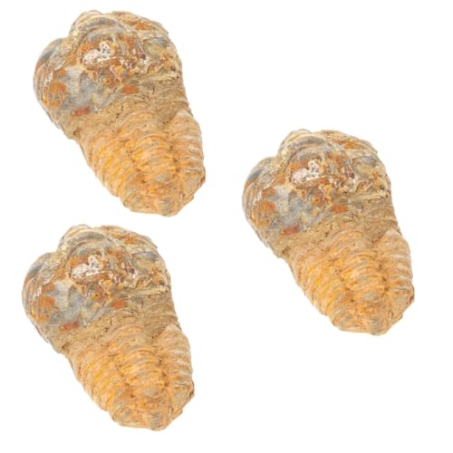 iplusmile 3st Trilobiten- Paläontologische Verzierung Lehrexemplar Trilobiten-requisiten Trilobiten-schwanzfelsen Kinder Dekor Desktop-ornament Dekoration Paläontologie Schmuck Stein von iplusmile