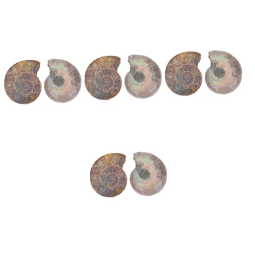 iplusmile 4 Sätze Fossiles Exemplar Modelle Zur Sammlung Pädagogischer Ammonitenschmuck Modelle Zur Dekoration Modelle Ornament Natürliches Muschelfossil Dark Brown 2 Stück * 4 von iplusmile