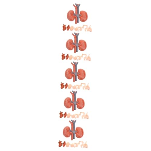 iplusmile 5 Sätze Menschliches Organmodell Menschliche Anatomie Und Modell Orgelmodell Anatomie Und Physiologie Des Menschen Gehirnmodell Für Lehrmittel Stütze Pvc 8 Stück * 5 von iplusmile