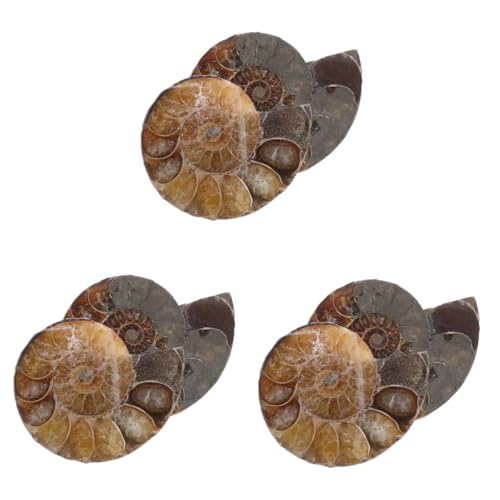 iplusmile 6 Stk Fossile Muschel edelstein anhänger Schneckenfossil Anhänger Schmuck mit Ammoniten Ammonitenschnecke Modelle Ornament Ammonitenmodelle für Jungen Natürliches Muschelfossil von iplusmile