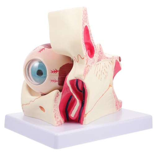 iplusmile Augenmodell Modelle Anatomischer Apparat Modell Des Menschlichen Augapfels Medizinisches Augapfelmodell Vergrößertes Augapfelmodell Anatomie Des Augapfels Pvc von iplusmile